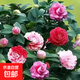 茶花樹(shù)苗盆栽重瓣大花室內外耐寒好養濃香型四季常青包活當年開(kāi)花 [五色赤丹【一樹(shù)多色】 40-50厘米原盆原土【當年開(kāi)花】