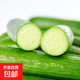 水果黃瓜新鮮生吃小黃瓜青瓜蔬菜時(shí)令蔬菜即食整箱包郵 2斤（帶箱）