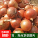 京喜加買菜新鮮黃洋蔥水果蔬菜調(diào)料洋蔥 【嘗鮮】 500g 含箱