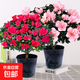 杜鵑花盆栽四季好養老樁樹(shù)苗帶花苞室內室外陽(yáng)臺花卉鮮花苗綠植物 大苗杜鵑花【紅色+粉色】原盆 帶盆栽好
