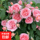 果汁陽臺月季花苗四季開花卉盆栽綠植物室內花易活玫瑰帶花苞庭院 珊瑚果凍【大花濃香，月月開分枝多】 【帶花苞】【盆口徑15cm】原盆冠25高35