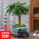 【辮子發(fā)財(cái)樹(shù)】年宵花?室內(nèi)客廳禪意招財(cái)樹(shù)盆景辦公室好養(yǎng)四季 辮子發(fā)財(cái)樹(shù)+【四方山水畫(huà)盆】+方底座