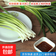 東北新鮮小蔥 蘸醬蔬菜調(diào)料飯包小菜超市品質(zhì) 2斤送醬