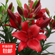 百合花種球香水百合四季開(kāi)花好養活花卉植物室內外花苗盆栽花種子 紅妝【精選百合5種球】包活