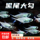 黑尾大勾觀賞魚 小型熱帶魚 燈科魚苗 群游 草缸觀賞魚新手套餐 黑尾大勾 2-3cm 20條+2條備損