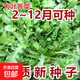 【農家菜園】白長(cháng)茄子貝貝南瓜番茄重慶香菜天津青麻葉養生薺薺菜 【原裝】養生薺薺菜約3000粒1包