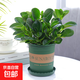 豆瓣綠碧玉盆栽花卉綠植桌面小盆栽室內觀(guān)賞辦公室 豆瓣綠+加侖盆