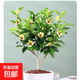 含笑花盆栽樹(shù)苗帶花苞室內陽(yáng)臺濃香型香蕉花庭院四季花卉耐寒植物 含笑【30-40cm高】多分支/花期帶花苞 不含盆