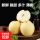 正宗河北皇冠梨產(chǎn)地直發(fā)脆甜多汁梨子整箱新鮮水果新6活動專享 皇冠梨帶箱2斤裝