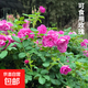 食用玫瑰花苗大馬士革玫瑰平陰玫瑰月季花苗四季開花濃香盆載植物 玫瑰4年苗【可食用】