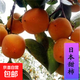 柿子苗樹(shù)苗嫁接果樹(shù)苗南北方種植地栽火晶柿脆甜柿子樹(shù)苗當年結果 日本甜柿子【五年苗當年結果】 90cm(含)-99cm(含)