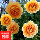 四季開花薔薇花苗多花月季花苗特大花大苗濃香型爬藤攀援植物歐月 黃金慶典1-1.3米左右【精選大苗】