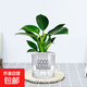 特價(jià)大葉金鉆綠公主盆栽植物除甲醛綠植辦公室四季常青室內擺放2 【1盆】金鉆+早安吸水盆 含盆高度15-20厘米