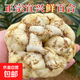 25年正宗宜興鮮百合現(xiàn)挖現(xiàn)發(fā)一斤4頭新鮮蔬菜土特產(chǎn) 新鮮百合 2斤 凈重