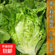 意大利耐抽苔生菜種子耐熱耐寒全年種春夏秋季四季陽(yáng)臺蔬菜種籽孑 意大利生菜種子 1包約1000粒