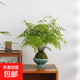 鐵線蕨苔蘚球盆栽植物室內(nèi)桌面好養(yǎng)觀果綠植客廳盆景辦公室凈化 蓮花盆+鐵線蕨苔蘚球