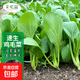 蔬菜種子大全山東壽光種籽春秋四季盆栽草莓油菜菠菜生菜白菜秋葵 彩虹田上海雞毛菜種子10克(約3000粒)