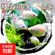 接吻魚(yú)熱帶觀(guān)賞魚(yú)淡水活體魚(yú)苗好養耐活小型熱帶魚(yú)親嘴魚(yú)寵物金魚(yú) 4-5cm接吻魚(yú)2條