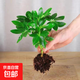 八方來財(cái)鴨腳木盆栽發(fā)財(cái)樹盆栽四季常青開業(yè)喬遷大型綠植花卉盆栽 八方來財(cái)1顆苗【不含盆】
