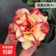 沙漠玫瑰盆栽重瓣花卉庭院植物耐旱室內(nèi)四季陽臺(tái)盆景懶人好養(yǎng)綠植 沙漠玫瑰【凱撒】3年老樁+加侖盆