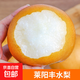 山東萊陽(yáng)豐水梨 脆甜黃梨子當(dāng)季新鮮水果整箱澤華 豐水梨4.5-5斤單果350g+