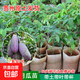 八月瓜苗8月炸樹(shù)苗 預知子三葉木通九月瓜苗明年結果帶葉帶土貴州 八月瓜一年苗2棵（帶杯帶葉） 15cm(含)-30cm(不含)