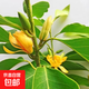 白蘭花盆栽帶花苞矮樁白蘭花大樹(shù)苗濃香黃角蘭室內庭院白玉蘭樹(shù)苗 【精品AAA級-黃蘭中苗】70cm高