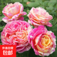 月季花苗四季開(kāi)花大花濃香型灌木月季苗庭院陽(yáng)臺盆栽地栽玫瑰花苗 莫奈【大花濃香，多季節開(kāi)花】 扦插小苗15-25cm高 1棵