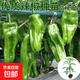 傲點(diǎn)辣椒苗高產(chǎn)蔬菜苗薄皮椒苗長(cháng)線(xiàn)椒苗螺絲椒苗朝天椒苗牛角椒苗 薄皮青椒秧苗（微辣） 精選帶土球苗20顆