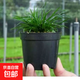 微型盆景金錢(qián)菖蒲黃金姬虎須水培隨手香盆栽水陸缸造景綠植蘭花 菖蒲2盆【原盆原土】
