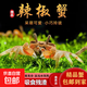 辣椒蟹活體觀賞除藻蟹深水寵物蟹淡水寵物螃蟹活體水族蟹迷你 辣椒蟹11只包活8只
