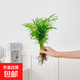 水培裸根水養綠植物四季常青好養活植物花卉 袖珍椰子4株（不含盆）
