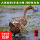科迪爾 水庫散養(yǎng)品質老土鴨 5.5-6斤/只生鮮土鴨批發(fā)鴨肉食材冷凍 4年散養(yǎng)老鴨【凈重5.5-6斤】 1只