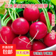 老不糠501水蘿卜種子蔬菜種子春秋季種庭院水果紅皮水蘿卜種子 味美好吃櫻桃蘿卜種約400粒1包
