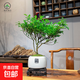 【清香木盆景】飄枝老樁花卉好養(yǎng)綠植盆栽茶桌高檔年貨帶花盆底座 大福盆清香木高20-25+底座