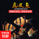 虎皮魚觀賞魚好養(yǎng)耐活小型熱帶魚 群游熱帶觀賞魚好養(yǎng)耐活 （3-3.5cm）四間虎皮 4+1備損