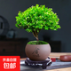小葉赤楠盆栽中式盆景綠植辦公室書(shū)房金絲楠木老樁苗花卉室內好養 精品小葉赤楠+舍得陶瓷盆+復古圓托盤(pán)+苔蘚