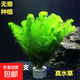 【真水草】草缸造景裝飾懶人魚(yú)缸水草蜈蚣草微景觀家用 綠菊1杯共10根【送沉底環(huán)】