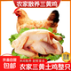 【大廠貨源】三黃雞農(nóng)家散養(yǎng)土雞新鮮現(xiàn)殺冷凍生鮮商用批發(fā)黃油雞 6斤（3斤*2只裝） 三黃雞