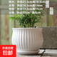 家用陶瓷花盆大號簡(jiǎn)約北歐陽(yáng)臺室內客廳盆栽特大口徑 純白藝術(shù)粉葉(陶瓷托盤(pán)一體) 單個(gè)特大號