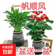 大號紅掌高30-40cm 鴻運當頭室內花盆栽客廳辦公室開(kāi)花類(lèi)四季好養 【繁星吸水盆】白掌+紅掌 高約35 30-40cm