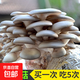 蘑菇種植包菌包家庭種黑平菇香菇金針菇菌包可食用菌新鮮蘑菇菌棒袋裝 平菇包標(biāo)準(zhǔn)款 4袋裝