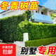 圍墻籬笆植物大葉北海道黃楊冬青樹苗四季常青耐寒庭院綠籬笆樹苗 冬青40-50cm高50棵