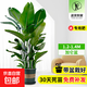 天堂鳥(niǎo)客廳大型植物盆栽旺宅落地式大葉花卉鶴望蘭室內除甲醛綠植 送貨上門(mén)天堂鳥(niǎo)1.2-1.4米加侖盆送托盤(pán)專(zhuān)用肥 含盆