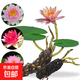 睡蓮水培植物四季開花魚缸池塘荷花盆栽水養(yǎng)根塊 精品大睡蓮（混色帶芽）5棵