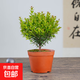小葉赤楠老樁苗紫檀微景觀(guān)水培辦公室四季好養金絲楠木綠植 小葉赤楠【原盆直發(fā)】