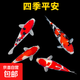 錦鯉活魚觀賞魚活體淡水冷水魚純種黃金紅白三色錦鯉魚金魚招財(cái)魚 20-25cm 四季平安(紅白2+三色2)