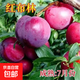 正宗蜂糖李子樹(shù)苗貴州脫骨李子樹(shù)苗早熟南方北方地栽盆栽當年結果 紅布林【當年結果四年苗1棵】 60cm(含)-69cm(含)