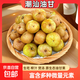 潮汕油甘果新鮮現摘油柑鮮果余甘子油甘子柿餅甜油柑果酸水果包郵 【1斤裝】潮州高山油柑
