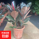 大型植物發(fā)財樹(shù)各種大顆盆栽開(kāi)業(yè)喬遷客廳辦公室內好養大型花卉 橡皮樹(shù)一盆五株【50-70厘米】